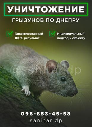 Знищення щурів і мишей. Травля, обробка від гризунів Дніпр