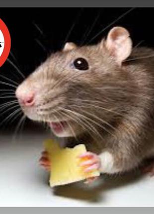 знищення щурів і мишей, травлю гризунів Дніпр