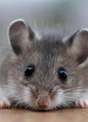 Уничтожение крыс и мышей Днепр, травля, потравить грызунов