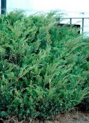 2 шт Саженцы Можжевельника казацкого Блю Дануб (Juniperus sabi...