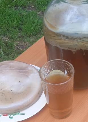 Чайный гриб живой, камбуча, чайный квас. (антибактериальное,
п...