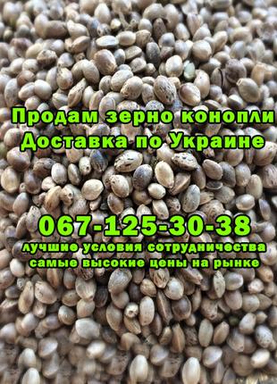 Семена конопли