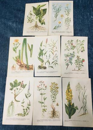 🔥 картинки 🔥 иллюстрации ботанические винтаж растения