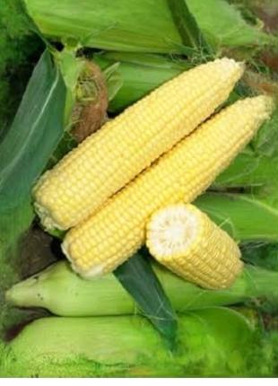 Насіння цукрової кукурудзи Добриня 50 грамів