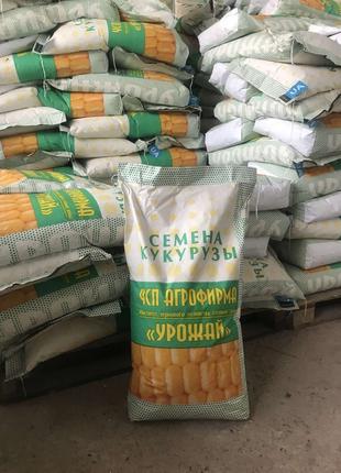 Семена кукурузы ДН Зоряна (фао 210)