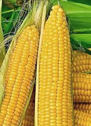 Зерно кукурудзи ДП Пивиха