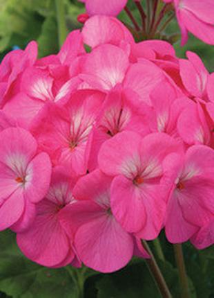 Семена пеларгония Павла F1, 20 шт. (драже), фиолетово-розовая ...