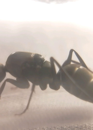 Мурахи для мурашиної ферми. Camponotus cinctellus