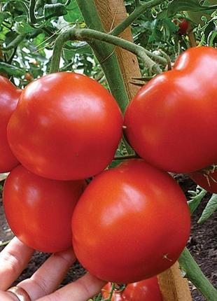 Гравітет F1 (500 нас.) насіння томату Syngenta