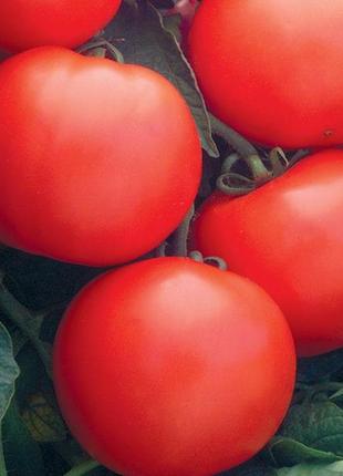 Дебют F1 (1000 нас.) насіння томату Semenis