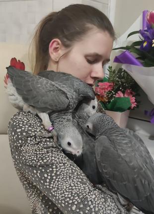 Пташенята сірого папуги жако