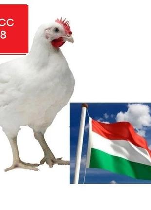 Відбірне інкубаційне яйце ( Угорщина) РОСС 700 вага 65-68 грм
