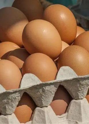 ПРОДАМ ДОМАШЕННЯ курячі яйця, зустріч по всьому дніпру