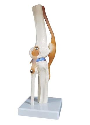 Анатомическая модель коленного сустава