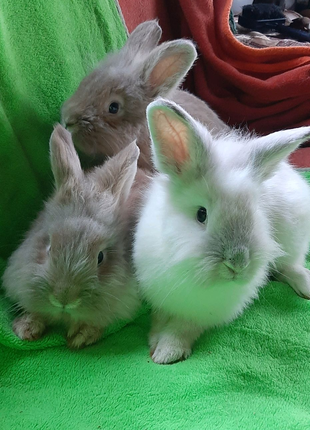 Карликові декоративні кролики ,вакціновані