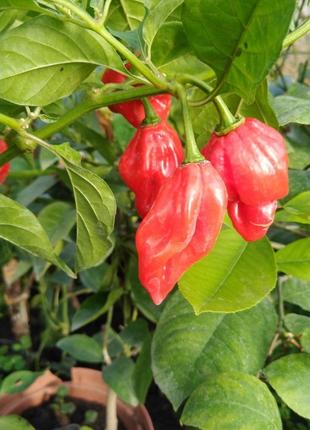 4 шт Гострий перець Аджі Хабанеро червоний (Red Habanero Peppe...