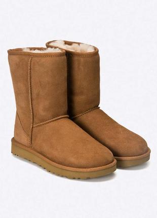 Ugg - черевики classic short ii 1016223.che-che