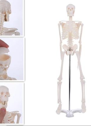 Подвижная модель скелета 45 см