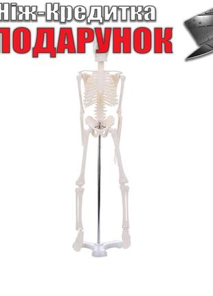 Скелет человека 45 см подвижный анатомичный