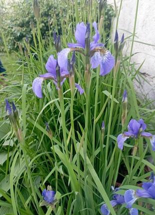 Ірис - Iris versicolo – це  прекрасна квітуча трав'яниста багатор