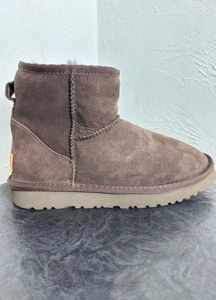 Ugg classic mini premium chocolate зима