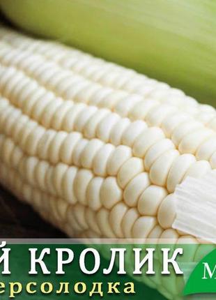 Цукрова кукурудза Білий Кролик F1, Sh2-тип, молочно-біле зерно...