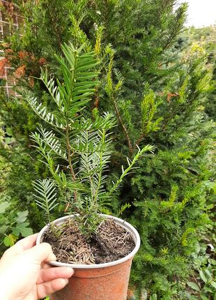Вічнозелене дерево-довгожитель тис гострокінцевий (Taxus cuspi...