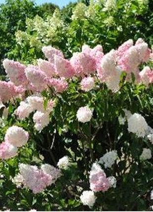 Гортензия метельчатая Пинк Леди / Hydrangea paniculata Pink La...