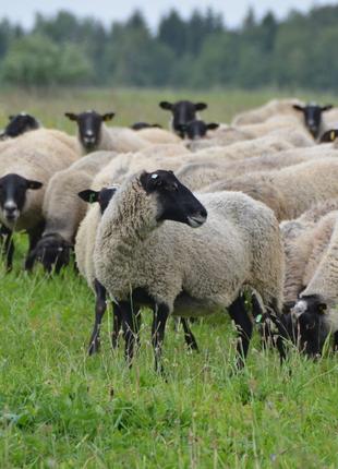 Продам бизнес по разведению овец