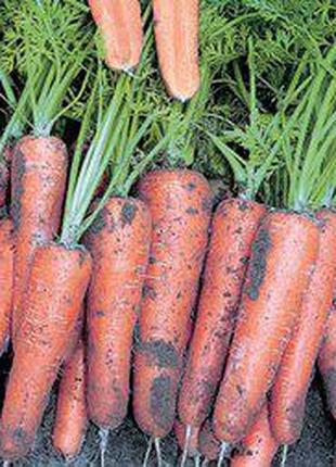 Семена моркови Канада F1, (25 000 сем. 1,8-2,0 мм) Bejo