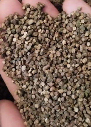 Продам насіння мальви мавританської