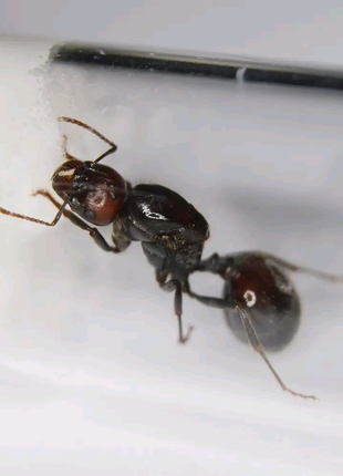 Муравьи для муравьиной фермы. Messor barbarus