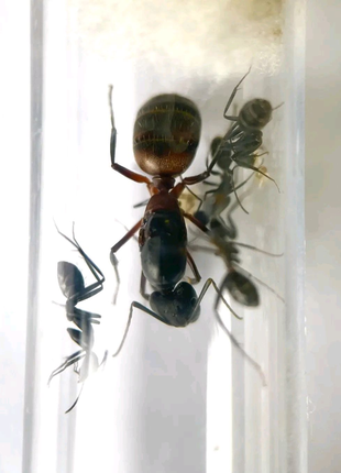 Муравьи для муравьиной фермы. Camponotus cruentatus