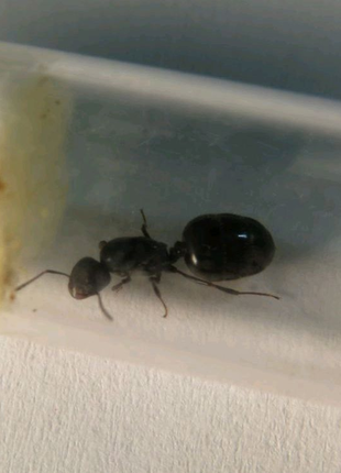 Муравьи для муравьиной фермы. Crematogaster auberti