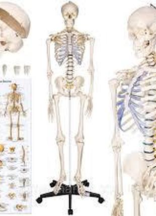 Скелет анатомічна модель 181 см 200 пензлик
