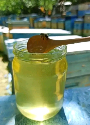 Мед з Акації  ціна за три літр 600 грн .