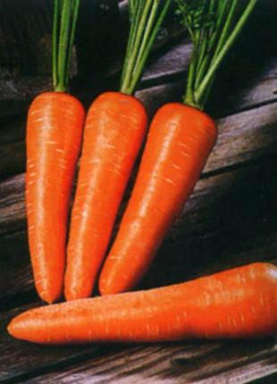 Семена морковки "Забарвлення" 50 грамм