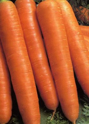 Насіння моркви "Королева Осіні" 50 грамів