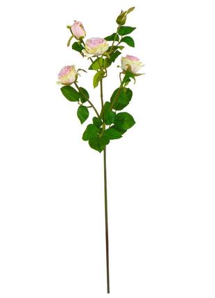 Роза "мирабель", кремово-розовая, 56 см