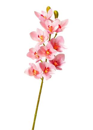 Орхидея ванда, ярко-розовая