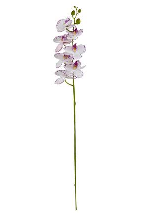 Орхидея "фаленопсис", бело-фиолетовая, 75 см