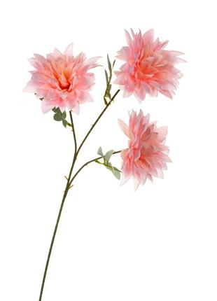 Хризантема, розовая