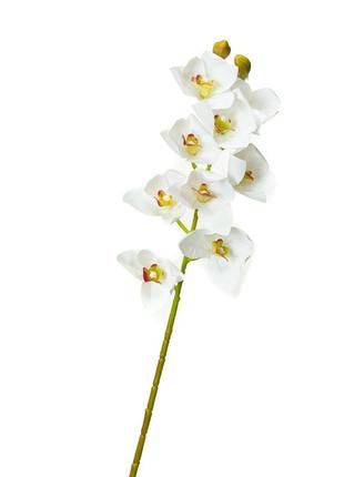Орхидея ванда, белая