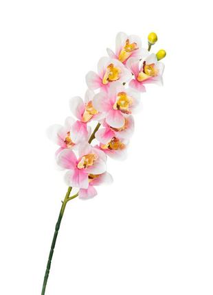 Орхидея беаллара, белая с розовым
