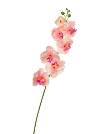 Орхидея фаленопсис, ярко-розовая