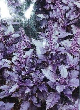 Семена базилик Карамельный (фиолетовый) 5 грамм