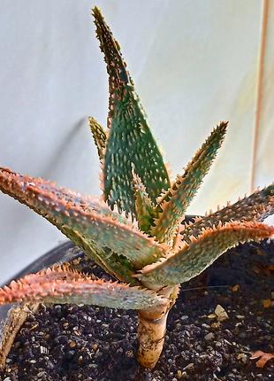 Алое - Aloe cv. 'Coral Edge' - из коллекции  кактусы и суккуленты