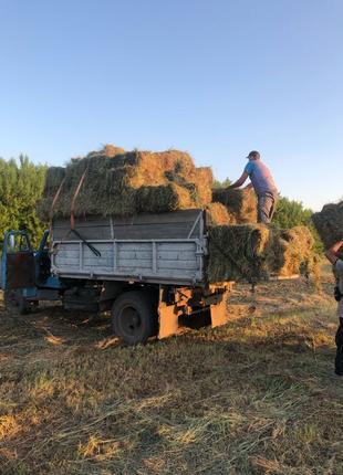 Сіно в тюках