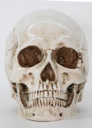 Анатомічна модель Череп RESTEQ 19x14x16 см. Модель черепа люди...