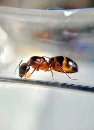 Муравьи для муравьиной фермы. Camponotus pilicornis
